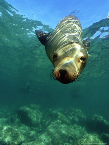 Sea Lion